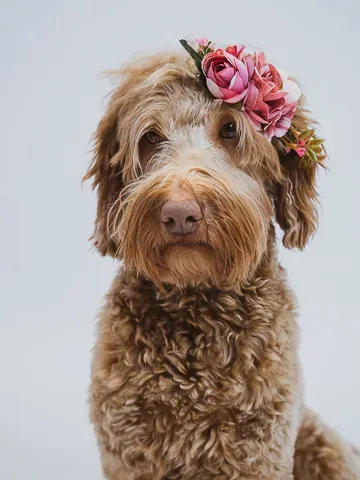 Australian labradoodle studiolla