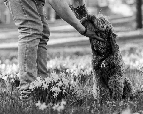 Australian labradoodle rapsutettavana