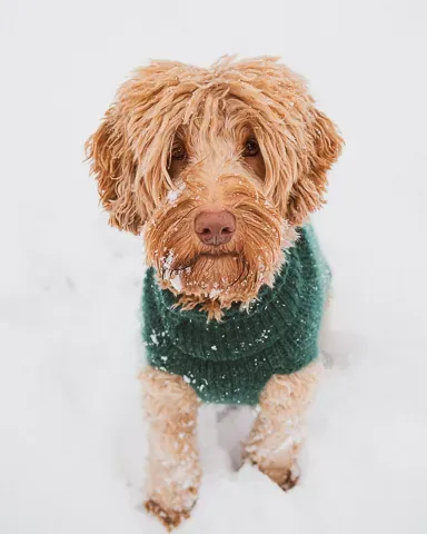 Australian labradoodle villapaidassa