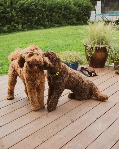 Australian labradoodle sisarukset leikkimässä