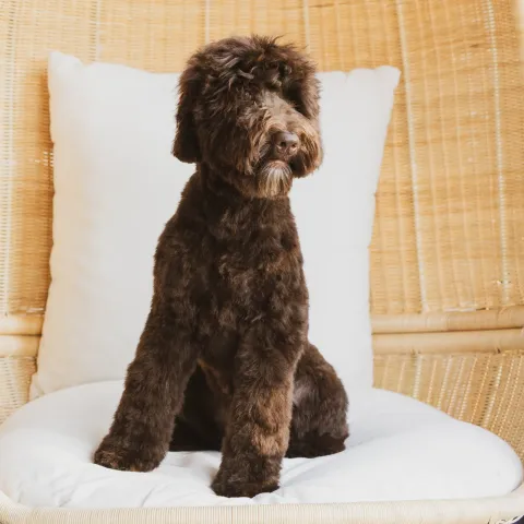 Dante, australian labradoodle (uros)