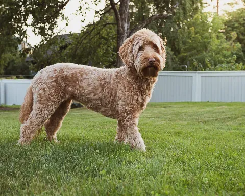 Australian Labradoodle nurmikolla