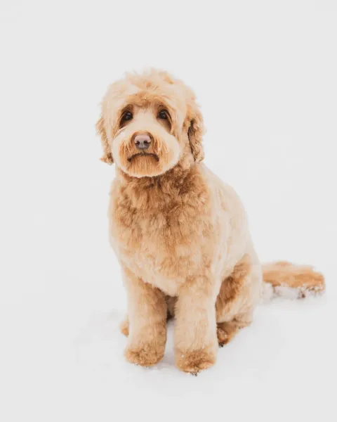 Australian labradoodle Muru