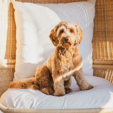 Muru, australian labradoodle (narttu)