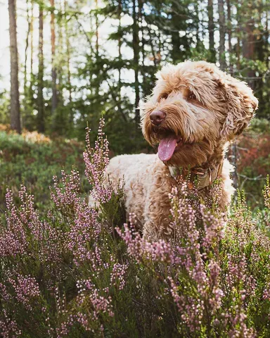 Australian Labradoodle metsässä