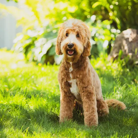 Neo, australian labradoodle (uros)