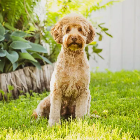 Lyyli, australian labradoodle (narttu)