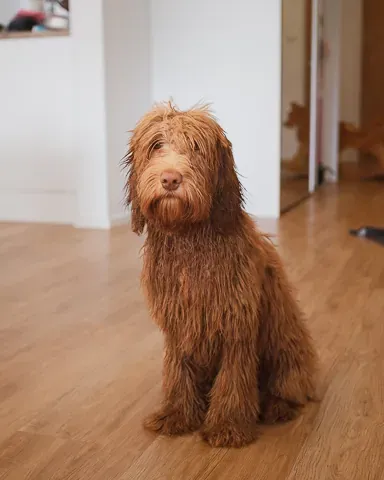 Australian labradoodle suihkun raikkaana