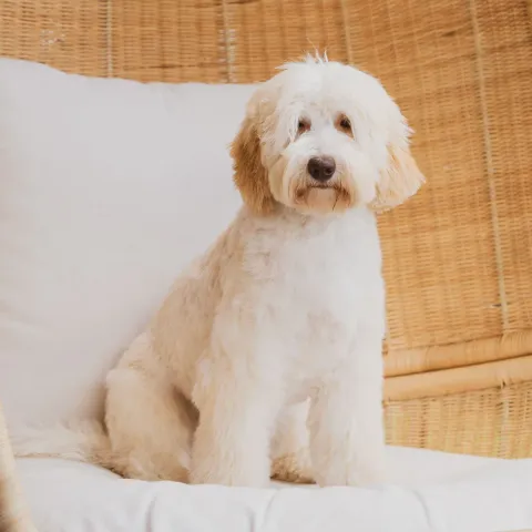Oili, australian labradoodle (narttu)