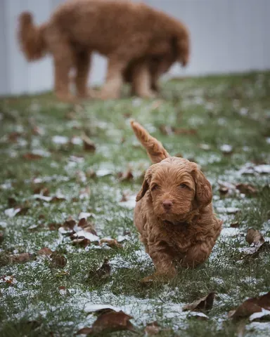 Australian labradoodle pentu ulkoilemassa
