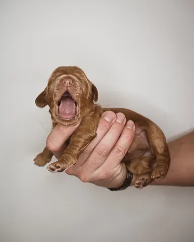 Australian labradoodle pentu viikon ikäisenä