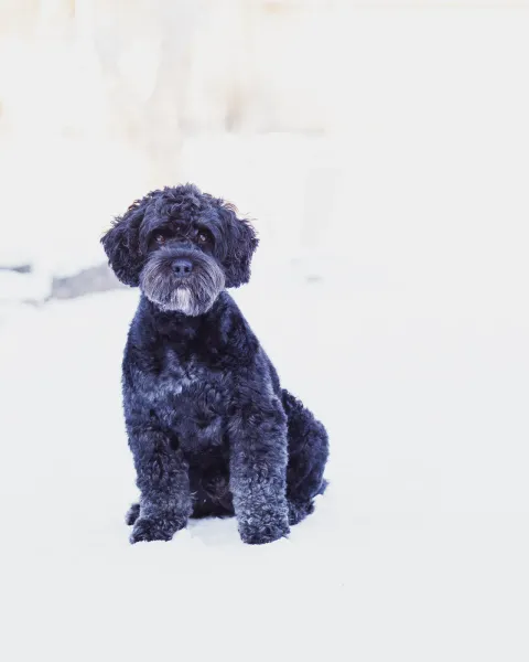 Australian labradoodle Nemo