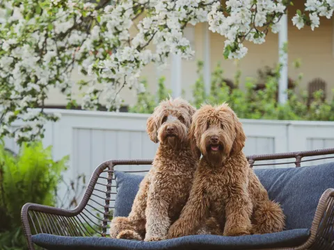 Kaksi australian labradoodlea istumassa penkillä