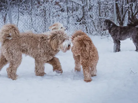 Australian labradoodle värejä