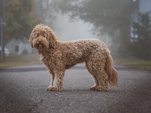 Australian labradoodle sumussa